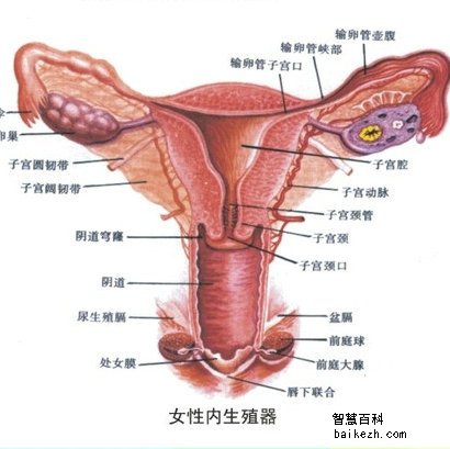 女性内生殖器官