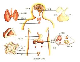 人体的内分泌系统包括哪些内容?