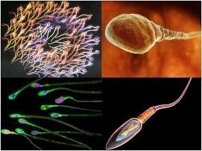 精子的获能过程是怎样的？