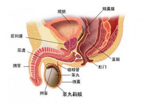 前列腺钙化的常见诊断方法介绍