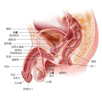 前列腺囊肿需要注意什么