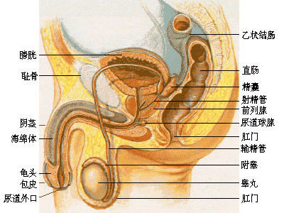 前列腺囊肿的检查方法有几种