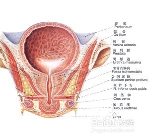详解引发前列腺囊肿的原因