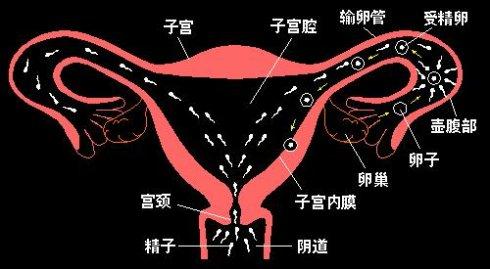 输卵管妊娠的临床现象有什么?