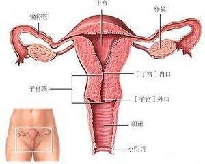 女性输卵管畸形该怎么治疗?