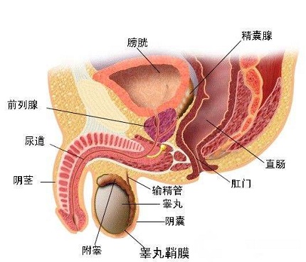 男性前列腺结核常见原因