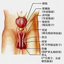 前列腺结核会是怎么引起的