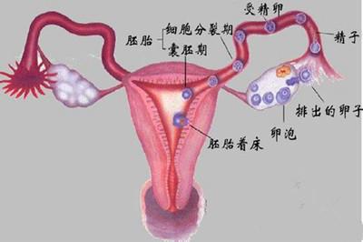 输卵管堵塞易不孕，输卵管堵塞的原因是什么？