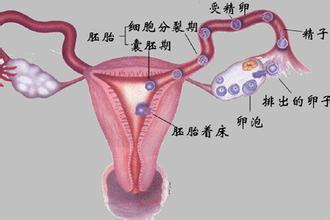 女性输卵管积水要做的检查有哪些