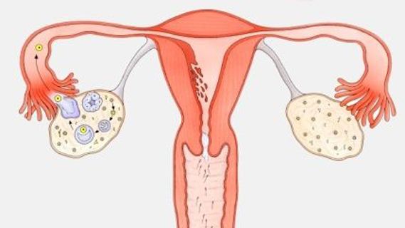 输卵管堵塞会导致女性哪些疾病的出现