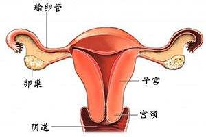 输卵管堵塞有哪些临床表现