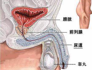 什么是前列腺?及前列腺的功能有那些?