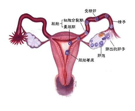 输卵管粘连的危害有哪些，会造成女性不孕吗