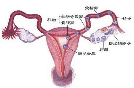 导致女性输卵管性不孕发生的因素有哪些?