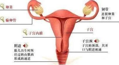 宫颈性不孕会有哪些表现?