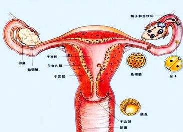 关于女性双侧输卵管堵塞你了解多少？