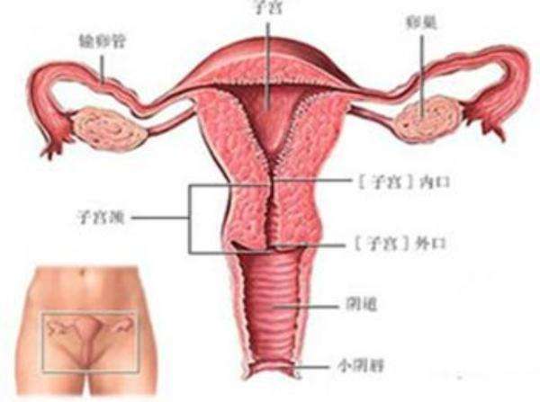 引起卵巢下垂的病因及如何诊断和治疗