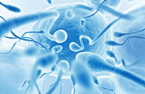 如何保护精子和补精子的食物