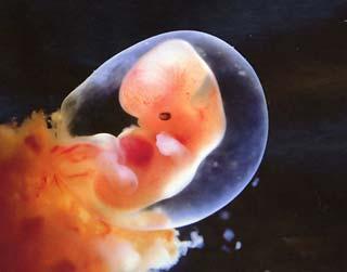 胚胎停育的检查及治疗和饮食要点
