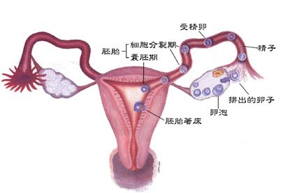 排卵障碍的症状有哪些 如何预防排卵障碍