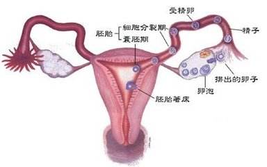 导致卵巢性不孕的原因及检查方法和如何预防