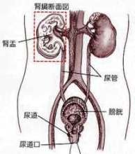 男性尿道感染的症状和原因