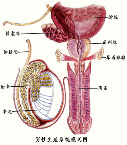生殖器感染的自测方法和症状及治疗