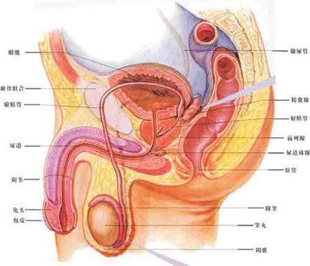 前列腺的位置及作用