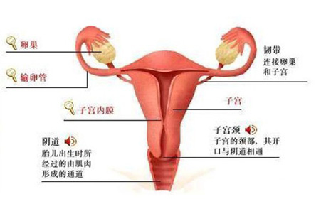 什么是宫颈炎和其症状及对怀孕的影响和预防