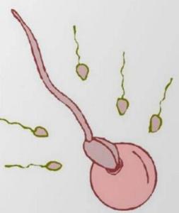 为何高脂肪会损伤精子和吃什么能提高精子活力