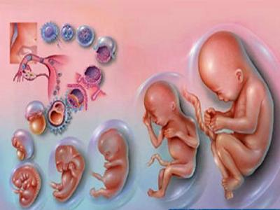 孕妇为什么胎心胎芽出现了，胚胎还会停育?