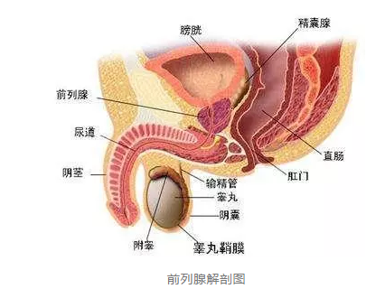 前列腺是男人“生命腺”前列腺按摩分三步骤