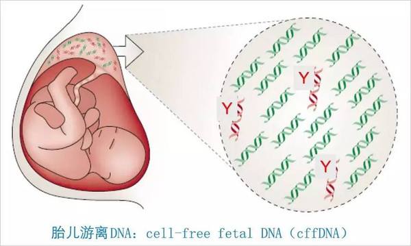 新津做无创DNA需要多少钱?