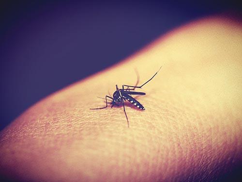 蚊子叮咬可传染艾滋病？别闹了 一点也不科学！