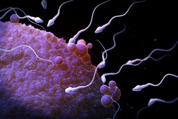 少精子症会影响男性不育，该如何预防