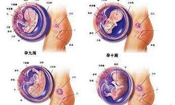 怀孕三个月胎儿发育情况及症状和注意事项