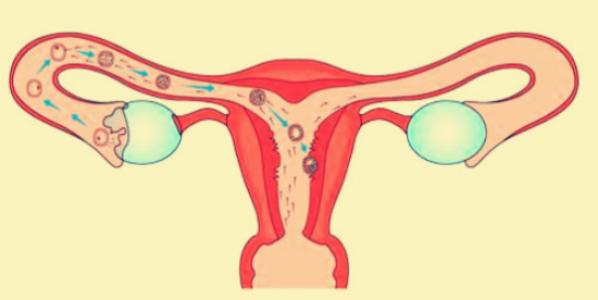 女人不排卵原因有哪些 要怎么才能治疗