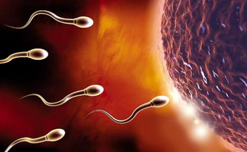 精子需要克服哪些障碍才会遇上卵子