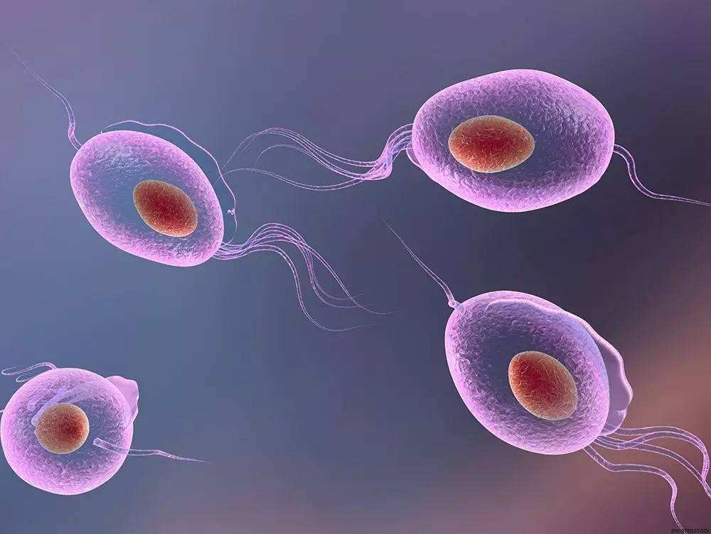 滴虫性阴道炎的病因及如何传播和预防方法