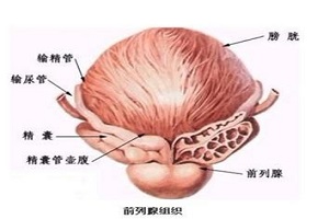 前列腺生理功能有哪些？前列腺按摩怎么按？