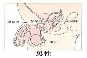 前列腺有多大呢？前列腺在人体内的发展历程是怎样的？